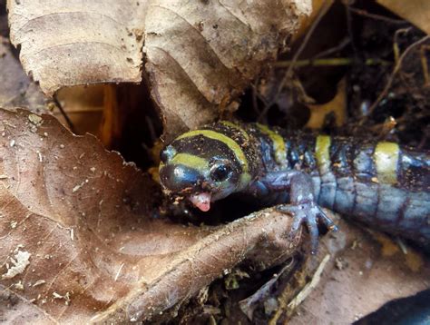 Ringed Salamander Image Eurekalert Science News Releases