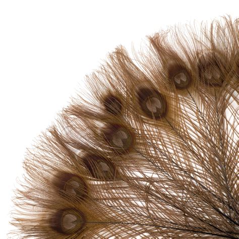 peacock feathers 5 to 100 pieces brown bleached dyed tails 8 to 15 inches peacock feathers