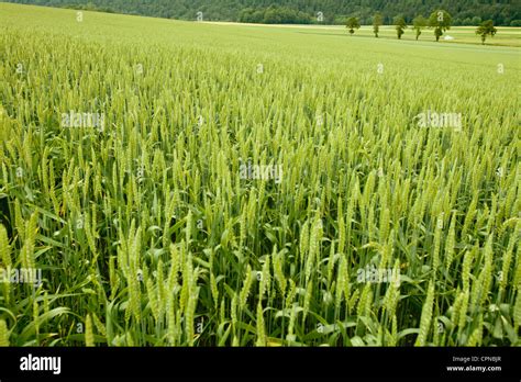 Wheat Growing In Field Stock Photo Alamy