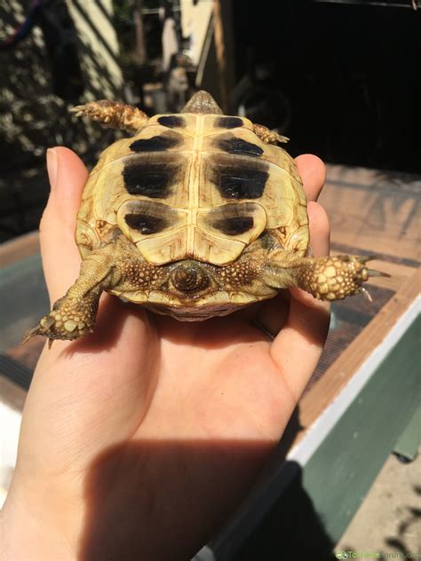 Maybe you would like to learn more about one of these? whiskey.JPG | Tortoise Forum