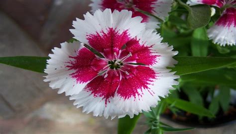 Dianthus Best Flower Delivery Fragrant Flowers Night Blooming Flowers