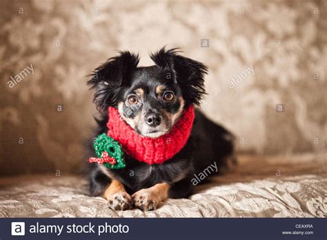 Cute Dog Hi Res Stock Photography And Images Alamy