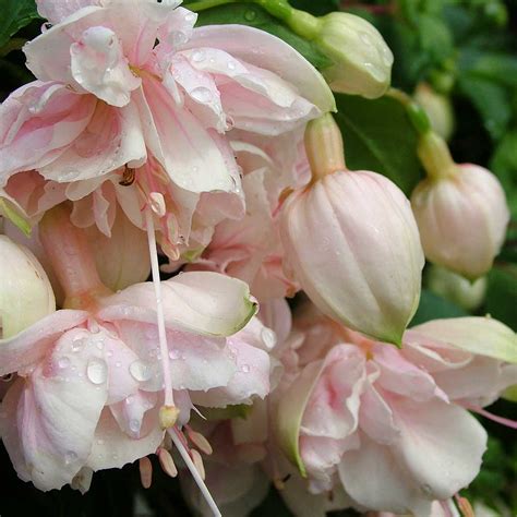 Fuchsia Pink Marshmallow Mirror Garden Offers