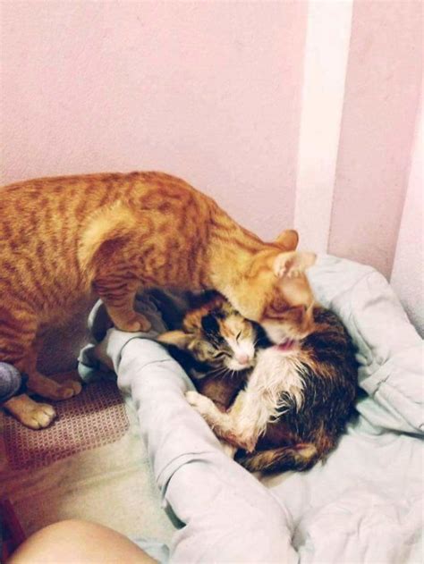 Father Cat Supports Exhausted Mom Cat Who Gave Birth In These 10