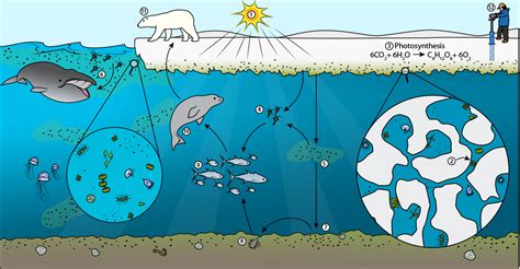 Sea Ice Algae Ask A Biologist