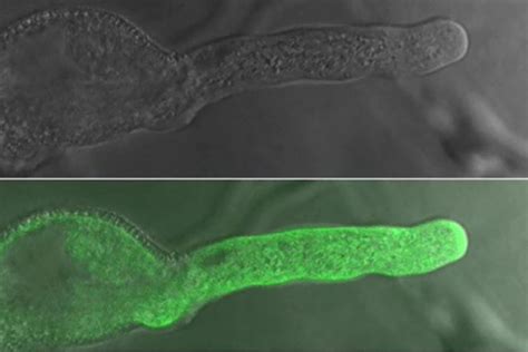Brave New Plant World Chinese Scientists Smash Reproductive Barrier