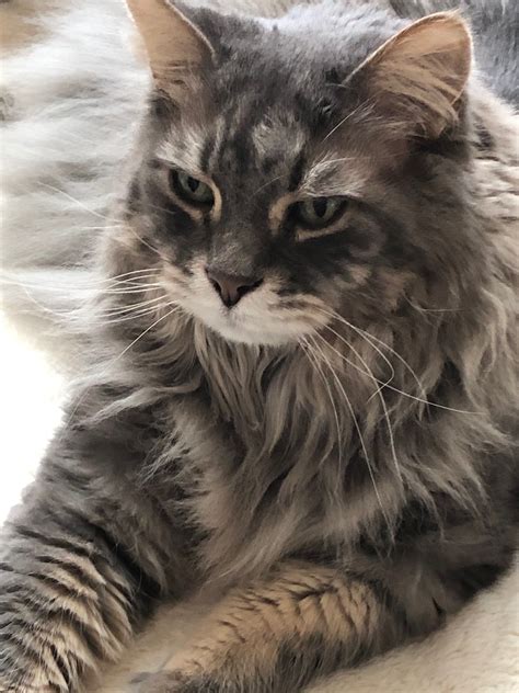 Similar to its ancestors, it is tall and lean with long legs and a neck. What a gorgeous long haired tabby kitty. (With images ...