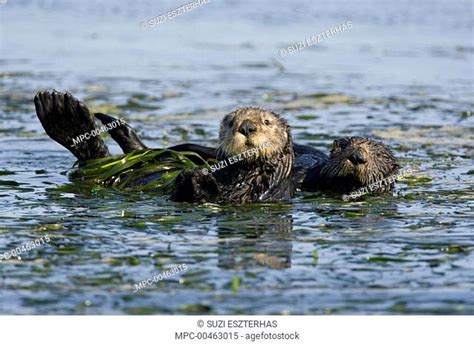 Sea Otter Wrapped In Kelp