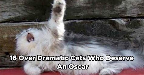 16 Over Dramatic Cats Who Deserve An Oscar We Love Cats And Kittens