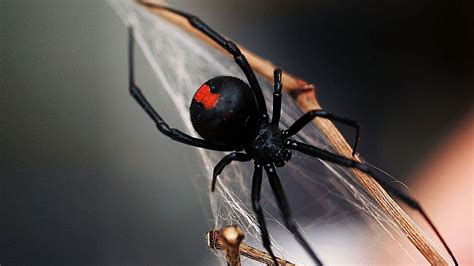 Giftige spinnen in deutschland im vergleich zu kontinenten wie südamerika oder australien finden sich in deutschland kaum giftige spinnen die symptome oder welche giftige pflanzen im eigenen garten oder beim spaziergang lauern und was die spezfischen eigenschaften sind lesen sie hier. Giftige Spinnen in Deutschland: Diese Arten muss man ...