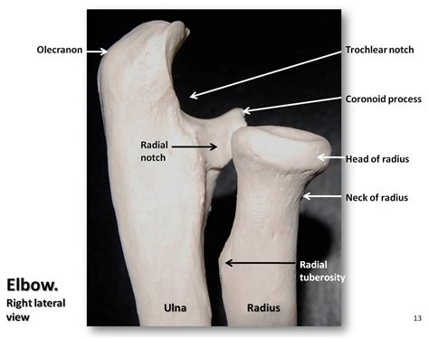 You can use learn mode and. Bones of the elbow, lateral view with labels - Appendicula ...