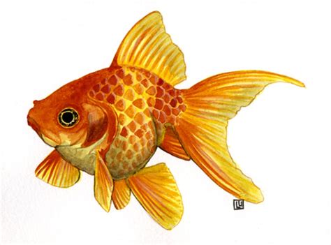 A Painting Of A Goldfish On A White Background