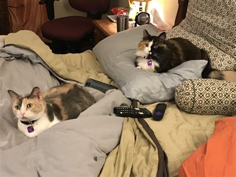 Double Calico Cat Loaves Catloaf
