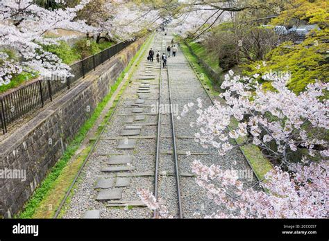 Cherry Blossoms Along The Site Of Keage Incline In Kyoto Japan Keage