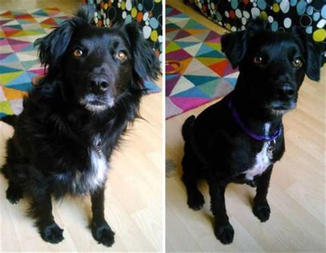 Have straightened my hair for the majority of my life and got bored of it after high school. Dogs Before And After Their Hair Cuts Are So Adorable 27 Pics