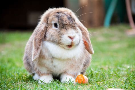Top 10 Worlds Most Beautiful Rabbit Breeds