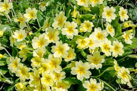 Primrose Birth Flower Appreciate The Sacred Flower Symbolism Plantisima