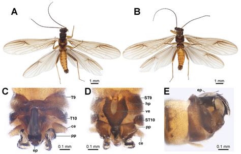 Amphinemura Jiaoheensis Sp Nov A Male Habitus Dorsal View B Male