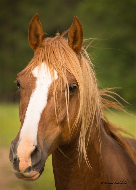Horse Portrait Portrait Grün