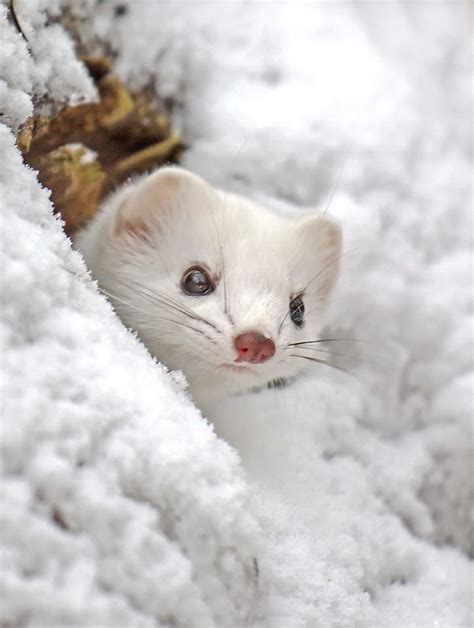 The Beautiful Snow Weasel Cute Animals Big Animals Animals