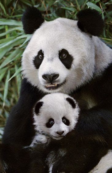Pw 2685 Panda And Cub Cute Little Animals Cute Funny Animals Regard