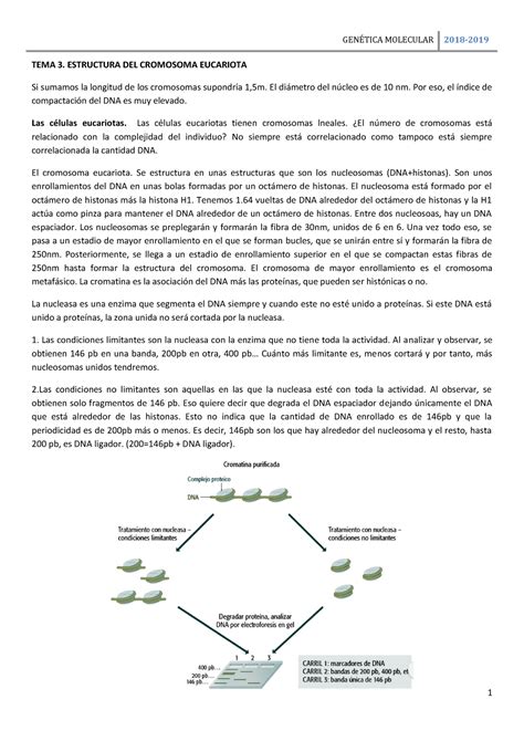 T3GM La Estructura Del Cromosoma Eucariota TEMA 3 ESTRUCTURA DEL