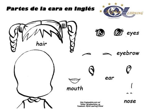 Partes De La Cabeza Y Cara En Español E Ingles Y Su Pronunciación