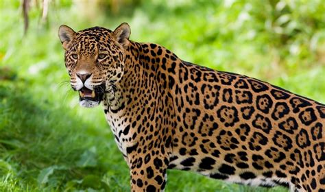 Rainforest Animals Facts Jaguar Images Zoo Animals