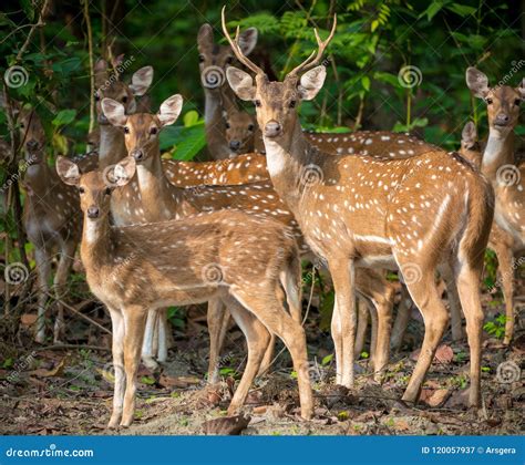 Sika Or Spotted Deers Herd In The Jungle Stock Image Image Of Grazing