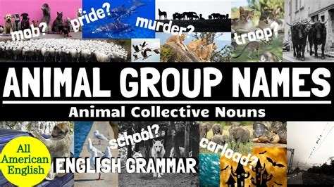 Animal Group Names Commonly Used Animal Collective Nouns All