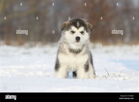 Dog Alaskan Malamute Puppy Standing In Snow Stock Photo Alamy
