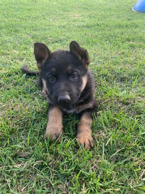 Check spelling or type a new query. Pure Bred German Shepherd Puppies