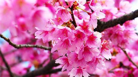 Pink Cherry Blossom Wallpapers Top Free Pink Cherry Blossom