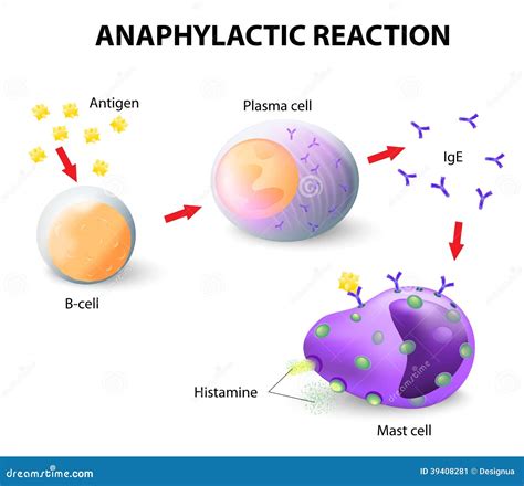 Allergy And Anaphylaxis Stock Vector Image Of B Basophil 39408281