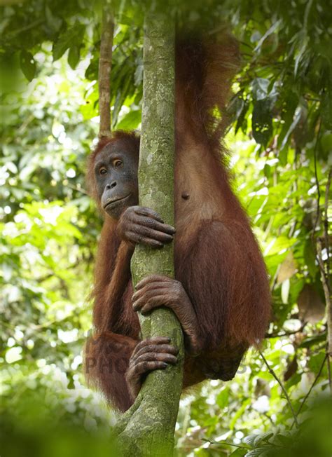 I looked a lot like an orangutan, our close cousins, or the incredible hulk. Buy Orang Utan Image Online - Print & Canvas Photos ...