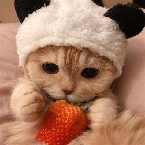 Sally The Orange Cat In A Panda Hat Cute Kittens Động Vật Dễ