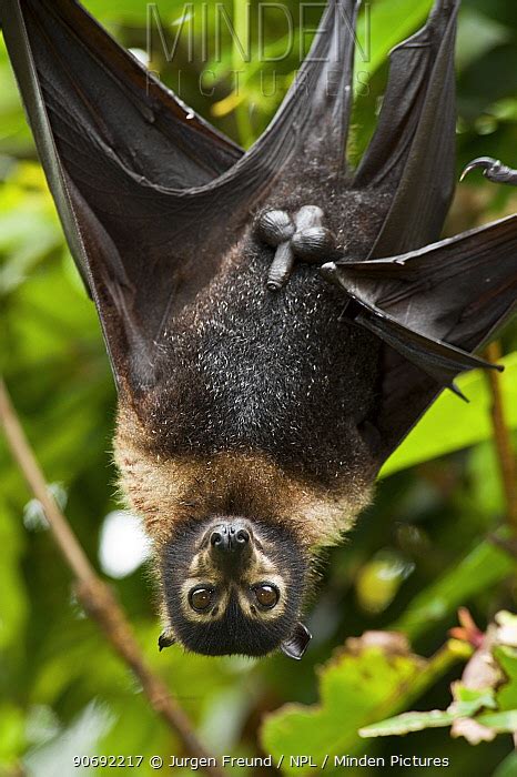 Spectacled Flying Fox Stock Photo Minden Pictures