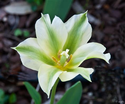 Tulipán Viridis Spring Green Imagen And Foto Plantas Flores