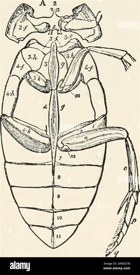 Ein Text Buch Der Entomologie Einschließlich Der Anatomie Physiologie Embryologie Und