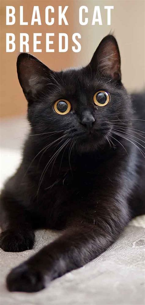 One of the biggest questions people in general have about cats is about attention. Black Cat Breeds - Which Ones Make The Best Pets?