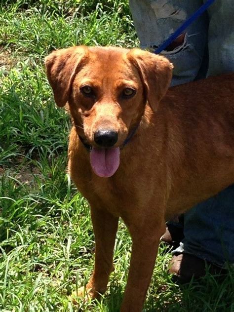 Adopt Girlfriend On Petfinder Redbone Coonhound Dogs Coonhound