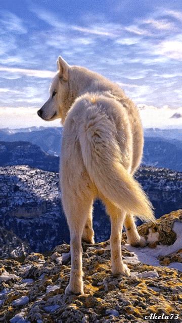 White Wolf Animated Pictures