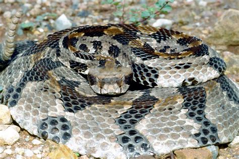 This makes hvac goose creek sc a great option, because the professionals can do both, giving you peace of mind while saving you money in the long run. Snake Removal | ALL THINGS WILD - Nuisance Wildlife Control