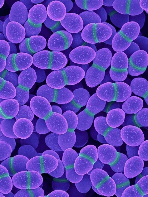 Enterococcus Faecalis 9 Photograph By Dennis Kunkel Microscopyscience