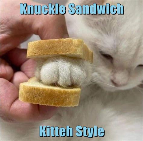Knuckle Sandwich Lolcats Lol Cat Memes Funny Cats Funny Cat