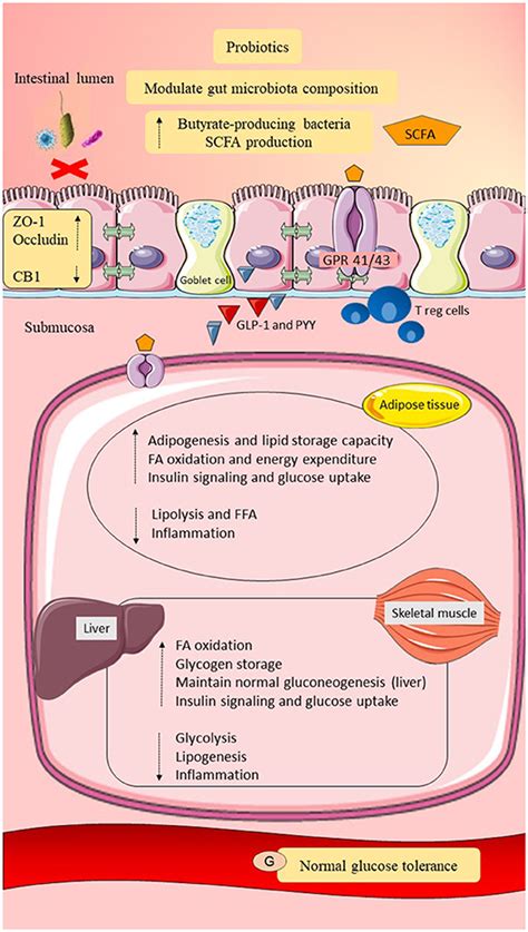Frontiers Gut Microbiota And Gestational Diabetes Mellitus A Review