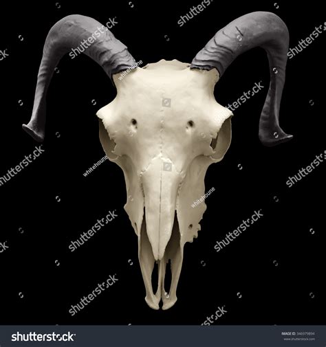Free Photo Ram Skull Closeup Anatomy Research Horns Free