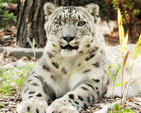 Snow Leopard Seneca Park Zoo