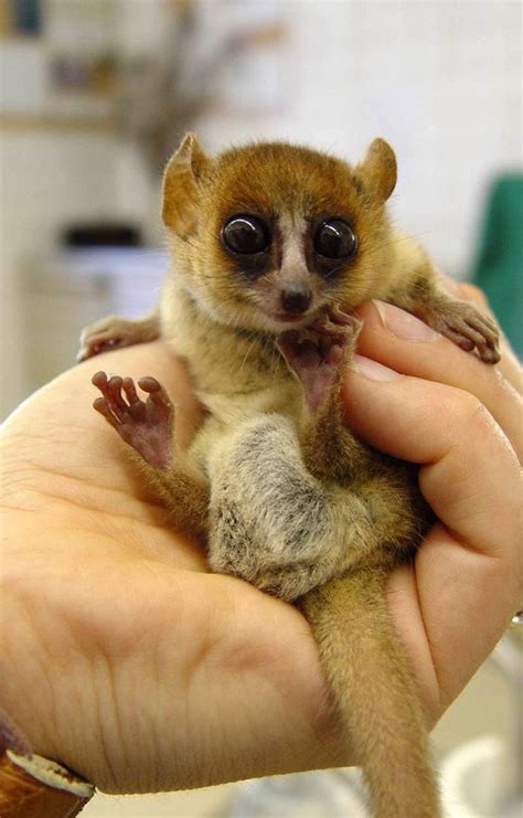 What Big Eyes You Have Baby Lemur Cute Animals Lemur