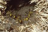 Pictures of In Ground Wasp Nest